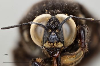 Media type: image;   Entomology 810671 Aspect: head frontal view